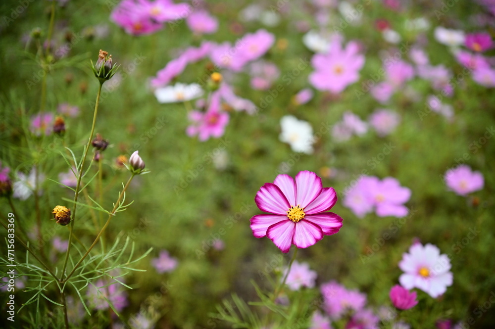 Wall mural the image showcases a field of these vivid flowers in an autumn garden with selective focus, highlig