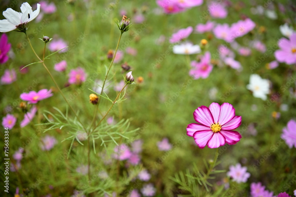 Wall mural the image showcases a field of these vivid flowers in an autumn garden with selective focus, highlig