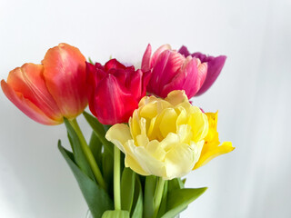 Beautiful bouquet of multicolored tulips spring flowers in vibrant pink, purple and yellow colors isolated on white close up, floral wallpaper background with spring tulips