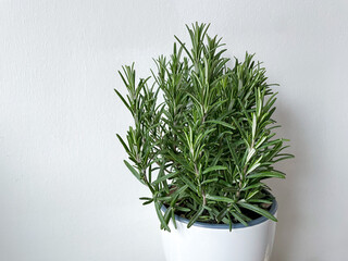 Green rosemary edible garden herb in white flower pot close up isolated on white