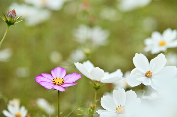 The image showcases a field of these vivid flowers in an autumn garden with selective focus, highlighting the intricate details of a single blossoming cosmos against the blurred backdrop of nature.