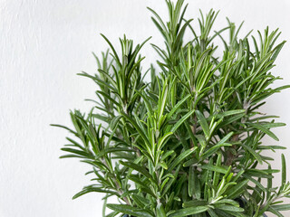 Green rosemary edible garden herb close up isolated on white