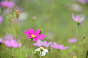 The image showcases a field of these vivid flowers in an autumn garden with selective focus, highlighting the intricate details of a single blossoming cosmos against the blurred backdrop of nature.