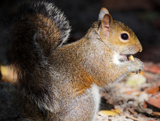 Eichhörnchen in Florida