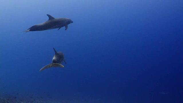 Incredible underwater life have been filmed in the French Polynesia (Tahiti), at the pass of Tiputa in the atoll of Rangiroa, Dolphins come close and interact with divers