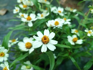 Black Foot Daisy, Melampodium leucanthum  , white flower