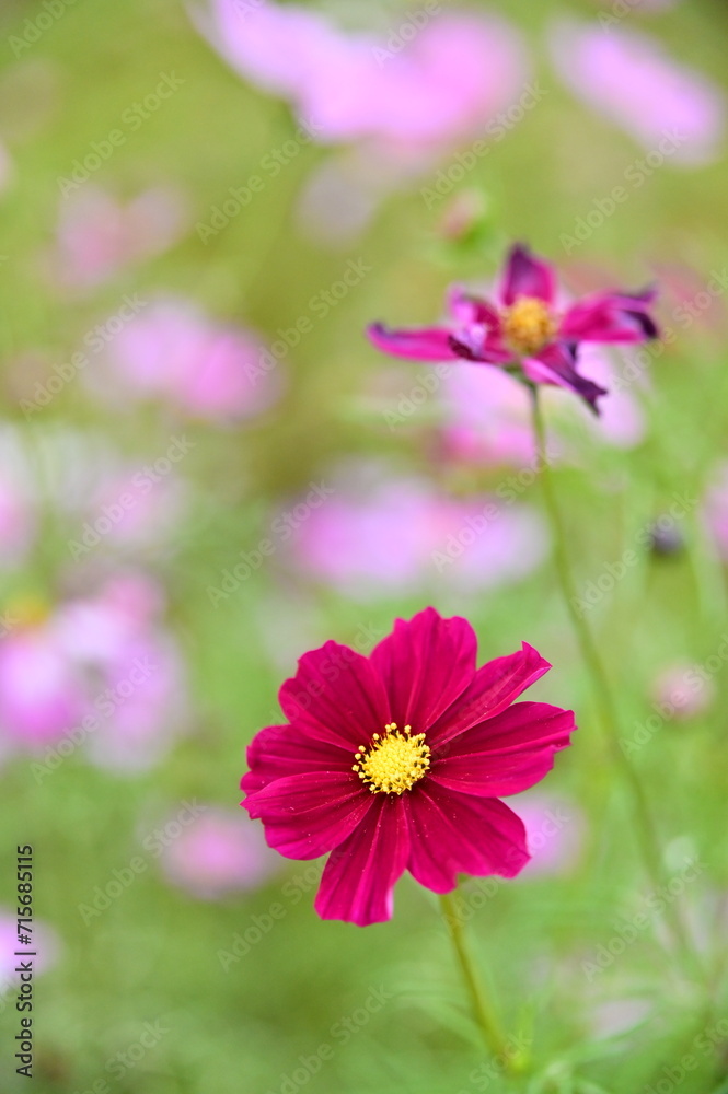 Wall mural the image showcases a field of these vivid flowers in an autumn garden with selective focus, highlig