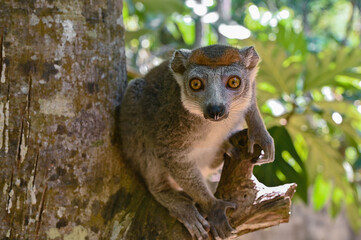 Crowned lemur, Madagascar nature