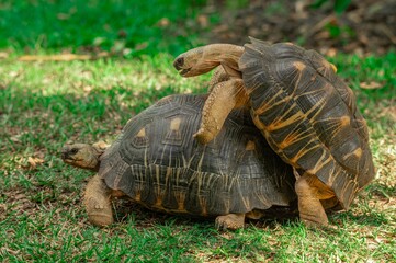 Obraz premium Mating Tortoises - Radiated Turtle (Astrochelys radiata),Madagascar
