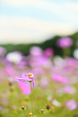 The image showcases a field of these vivid flowers in an autumn garden with selective focus, highlighting the intricate details of a single blossoming cosmos against the blurred backdrop of nature.