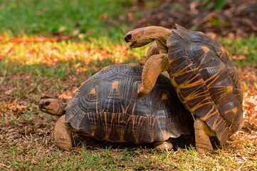 Fototapeta premium Mating Tortoises - Radiated Turtle (Astrochelys radiata),Madagascar