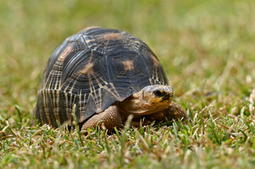 The radiated tortoise, endemic turtle from south of Madagascar
