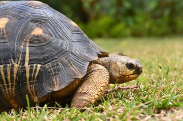 The radiated tortoise, endemic turtle from south of Madagascar