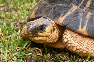 Naklejka premium The radiated tortoise, endemic turtle from south of Madagascar
