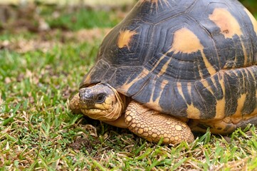 The radiated tortoise, endemic turtle from south of Madagascar
