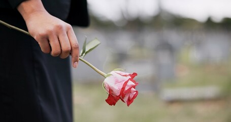 Funeral, cemetery and hands of person with rose for remembrance, ceremony and memorial service....