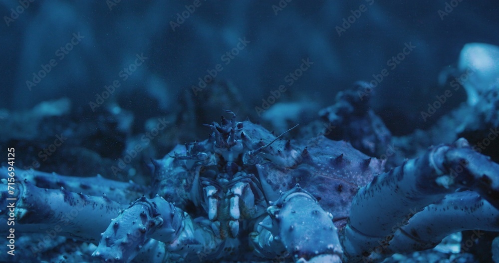 Wall mural Close-up: Large crab in ocean depths, expertly maneuvering pincers. Crab's intricate movements captivate, a stunning deep-sea spectacle. Majestic crab, symbol of marine resilience. Cinematic shot - Wall murals