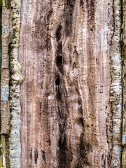 Old Tree in Nara, Japan