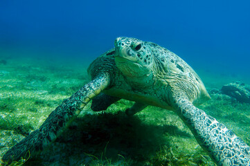 Sea turtle Caretta Caretta , from island Sakatia , Madagascar