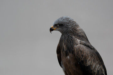 wildlife