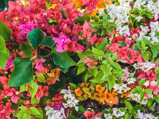 Colorful of Bougainvillea spectabilis (great bougainvillea) flowers. The beautiful multicolored of bougainvillea flowers planted in the garden. Nature background. Bougainvillea flower, Paper flower.