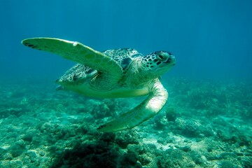 Obraz na płótnie Canvas Sea turtle Caretta Caretta , from island Sakatia , Madagascar