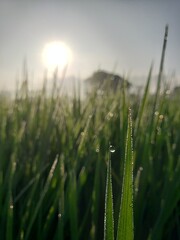 Obraz premium field of wheat