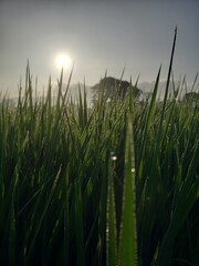 wheat field at sunset