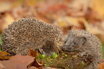 Hedgehogs, Scientific name: Erinaceus Europaeus. Close up of two wild, native, European hedgehogs foraging in green moss with the smallest hedgehog looking on. Horizontal. Copy space