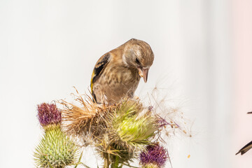 Naklejka na ściany i meble European goldfinch with juvenile plumage, feeding on the seeds of thistles. Carduelis carduelis.