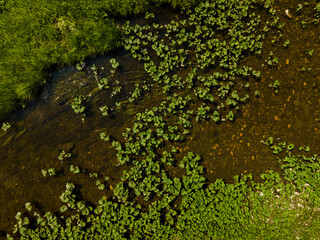 Aerial top view is a clear river with green plants, lotuses in the water. Nature reserve, ecopark. Nature background. Photo from the drone.