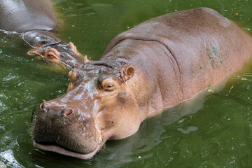 hippopotamus In the river at thailand