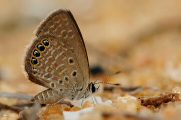 butterfly on the ground