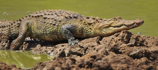 alligator in the zoo