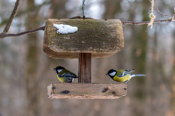 ptaki w karmniku podczas zimy