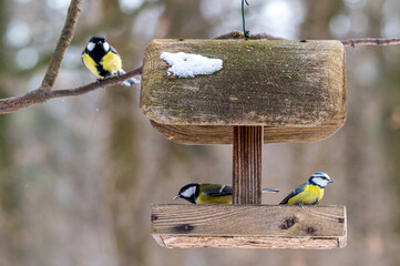 ptaki w karmniku podczas zimy
