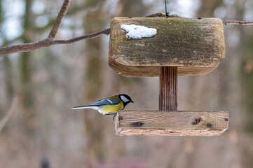 sikorki kolorowe ptaki przy karmniku zimą