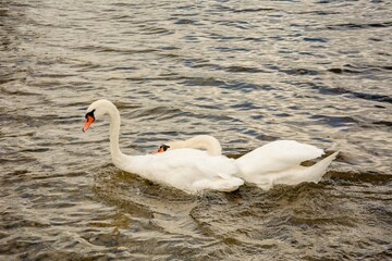 Obraz premium A pair of white swans in the lake water.