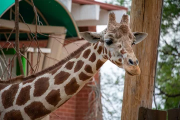 Foto op Plexiglas giraffe in a zoon © Beano