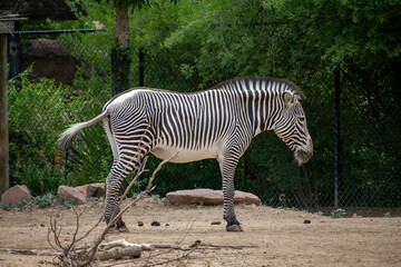Fototapeta na wymiar Zebra enjoying the sun