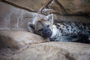 Sleepy Hyena