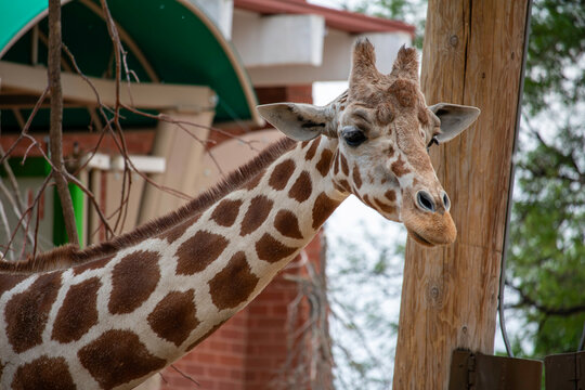 giraffe in a zoon