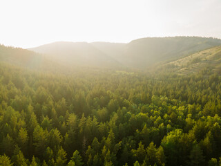 A beautiful sunrise landscape. Aerial top view beautiful high mountains and green pine forest in the rays of the sun at sunset against a clear blue sky. Nature reserve, ecopark. 