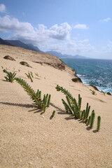 Roślinność pustynna na wydmach Fuerteventury. Desert vegetation in the dunes of Fuerteventura.