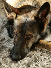 Sunbathing German Shepherd Dog