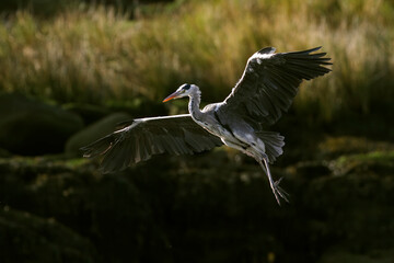 Douro river heron hovering