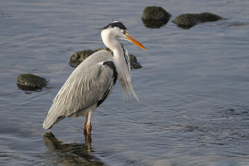 Douro river heron portrait