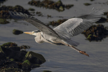Big heron in flight