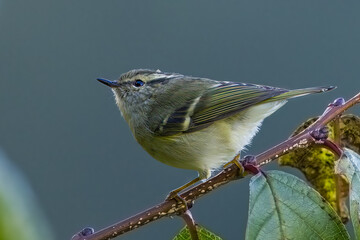 Buff-barred Warbler