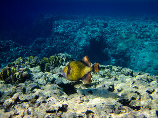 Balistoides viridescens or Bluefin Balistodes in the expanses of the coral reef of the Red Sea